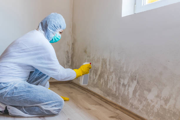Licensed Black Mold Removal service in Stevensville, MI - WQB Mold Removal
