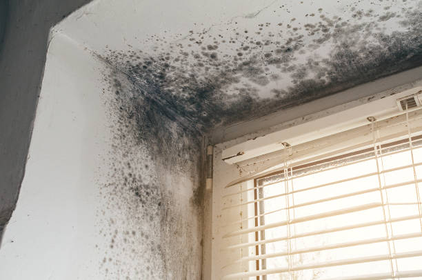 Affordable Black Mold Removal solutions in Stevensville, MI
