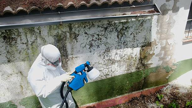 Top rated local Black Mold Removal specialists in Stevensville, MI